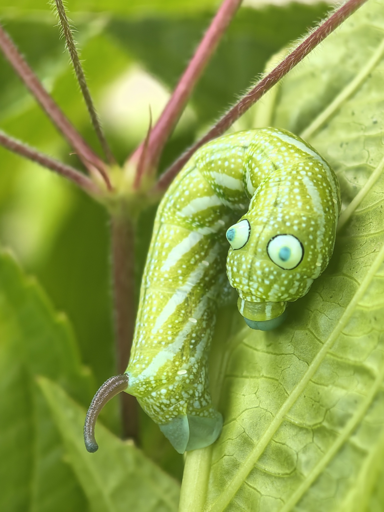 白肩天蛾 (Rhagastis albomarginata)