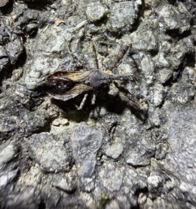 Spiny Assassin Bug (Sinea spinipes)